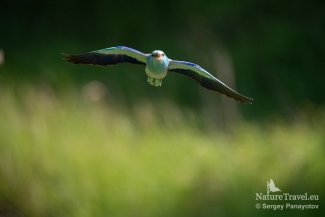European roller photography / ©Sergey Panayotov, European Roller hide